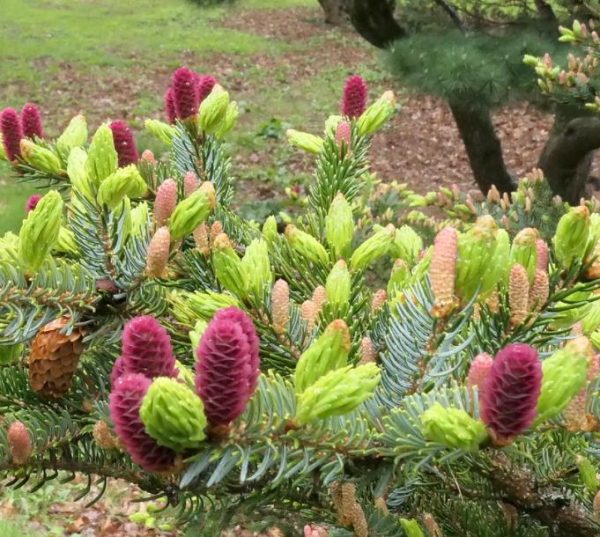 Picea jezoensis - Pinheiro abeto Jezo - Image 9