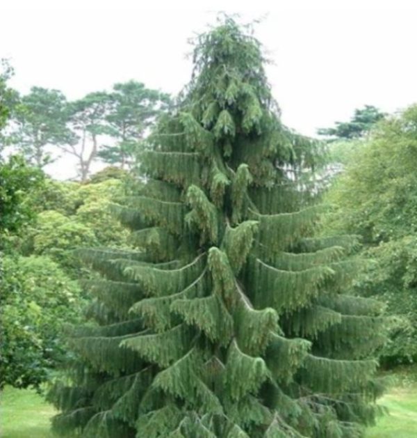 Picea smithiana - Pinheiro-picea morinda - Image 2