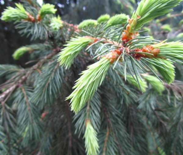 Picea smithiana - Pinheiro-picea morinda - Image 3