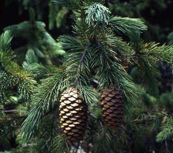 Picea smithiana - Pinheiro-picea morinda - Image 4