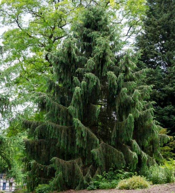 Picea smithiana - Pinheiro-picea morinda - Image 5