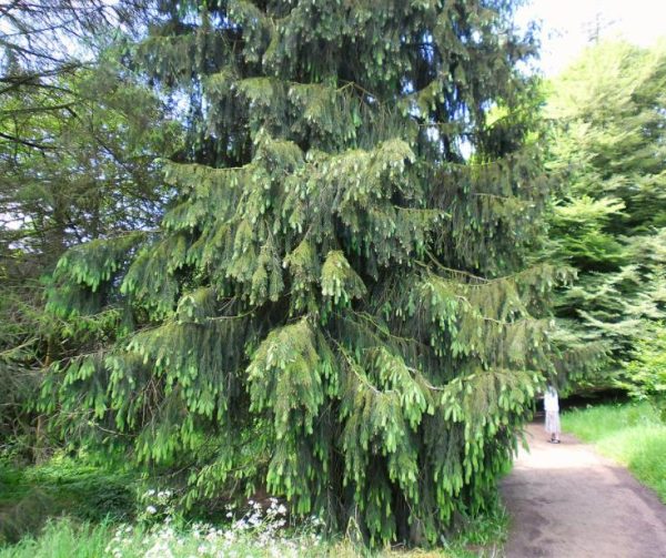 Picea smithiana - Pinheiro-picea morinda - Image 6