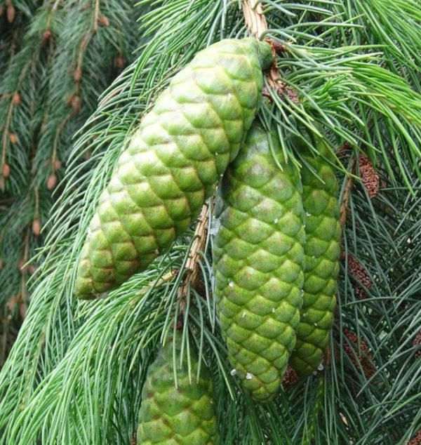 Picea smithiana - Pinheiro-picea morinda - Image 7