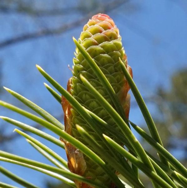 Picea smithiana - Pinheiro-picea morinda - Image 8