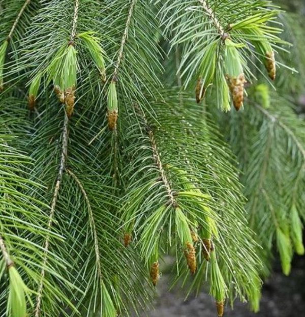 Picea smithiana - Pinheiro-picea morinda - Image 9