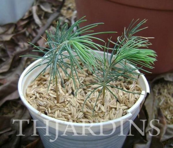 Picea smithiana - Pinheiro-picea morinda - Image 10