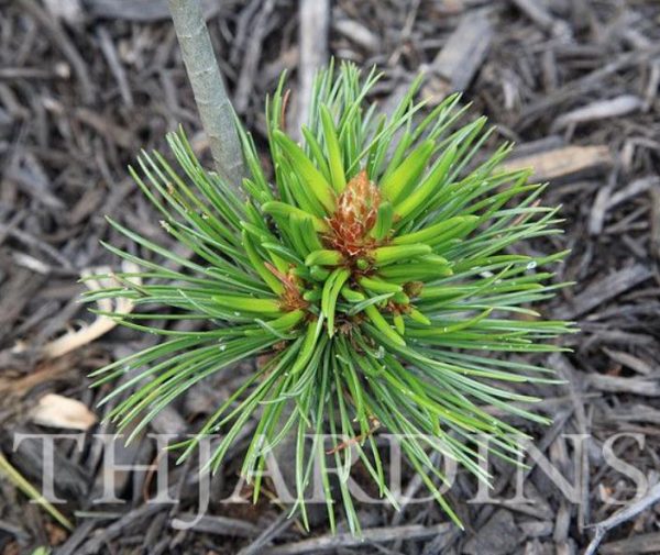 Pinus aristata - Pinus Bristlecone - Image 4