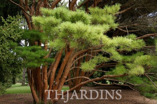Pinus densiflora - Pinheiro japonês vermelho, Japanese red pine, Akamatsu