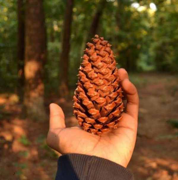 Pinus kesiya (Pinus insularis) - Pinheiro de Khasia, Khasi pine, Benguet pine - Image 6
