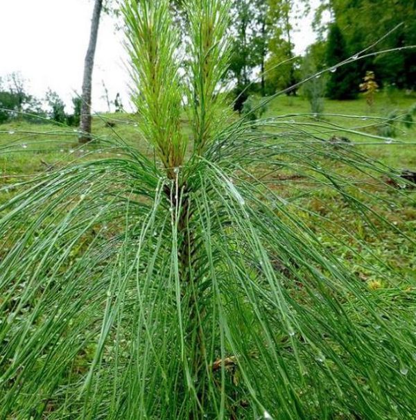 Pinus kesiya (Pinus insularis) - Pinheiro de Khasia, Khasi pine, Benguet pine - Image 7
