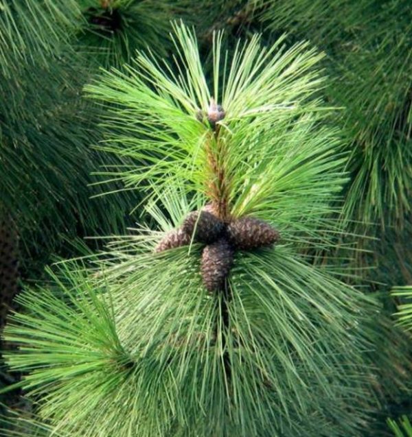 Pinus kesiya (Pinus insularis) - Pinheiro de Khasia, Khasi pine, Benguet pine - Image 8