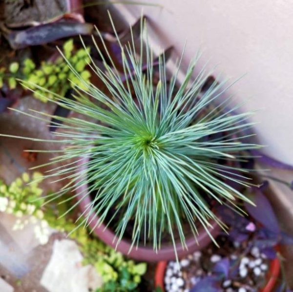 Pinus kesiya (Pinus insularis) - Pinheiro de Khasia, Khasi pine, Benguet pine - Image 10