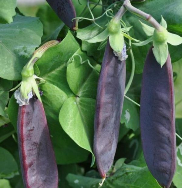 Pisum sativum Shiraz - Ervilha Roxa Shiraz, Ervilha Torta, Ervilha Mangetout Shiraz - Image 6