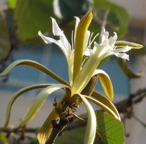 Pterospermum acerifolium - Árvore de karnikara, Árvore Bayur, Dinner Plate Tree - Image 3