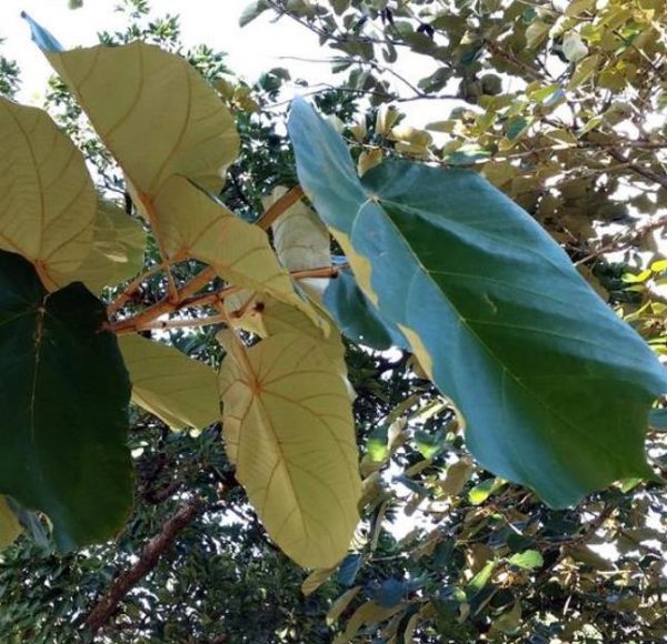 Pterospermum acerifolium - Árvore de karnikara, Árvore Bayur, Dinner Plate Tree - Image 7