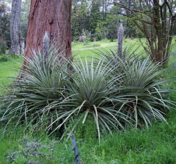 Puya chilensis - Bromélia do Chile, Chagual - Image 5