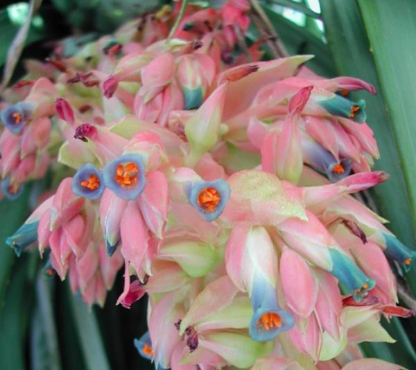 Puya dyckioides - Bromélia Rosa Coral, Bromélia Magnífica, Bromélia Dyckioides - Image 2