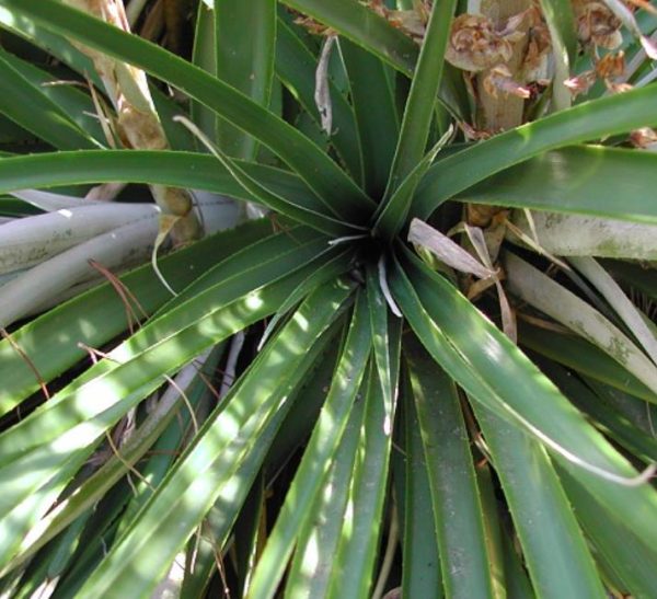 Puya dyckioides - Bromélia Rosa Coral, Bromélia Magnífica, Bromélia Dyckioides - Image 3