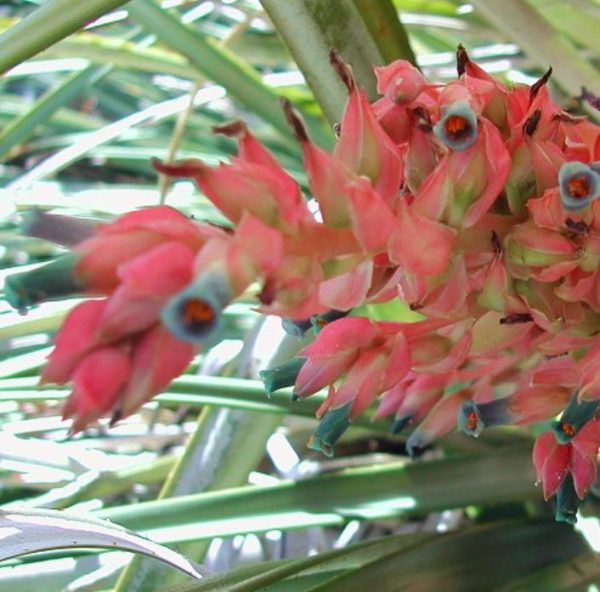 Puya dyckioides - Bromélia Rosa Coral, Bromélia Magnífica, Bromélia Dyckioides - Image 4