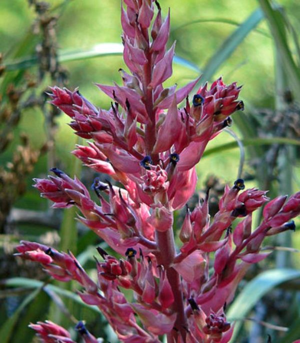 Puya dyckioides - Bromélia Rosa Coral, Bromélia Magnífica, Bromélia Dyckioides - Image 5