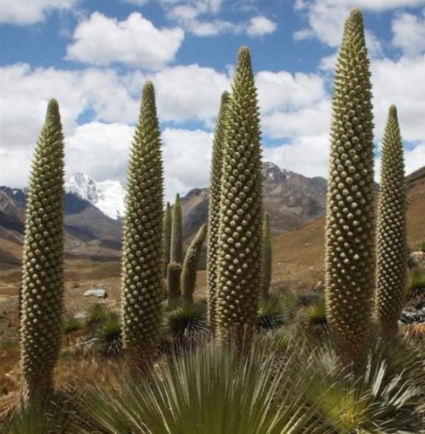 Puya raimondii (maior bromélia do mundo) - Bromélia Gigante, Rainha das Bromélias, Rainha dos Andes - Image 2