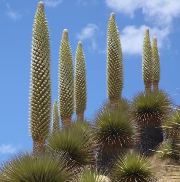 Puya raimondii (maior bromélia do mundo) - Bromélia Gigante, Rainha das Bromélias, Rainha dos Andes - Image 3