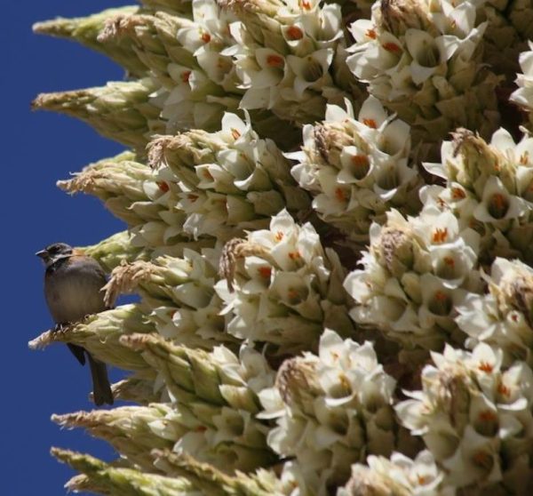 Puya raimondii (maior bromélia do mundo) - Bromélia Gigante, Rainha das Bromélias, Rainha dos Andes - Image 4