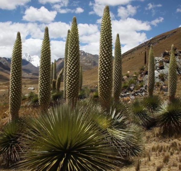 Puya raimondii (maior bromélia do mundo) - Bromélia Gigante, Rainha das Bromélias, Rainha dos Andes - Image 5
