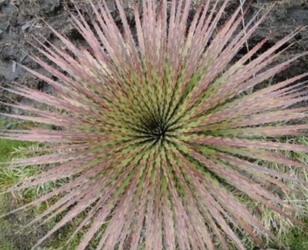 Puya weberiana - Bromélia Lanterna do Deserto, Bromélia Princesa Carmim, Bromélia Princesa Rosa - Image 4