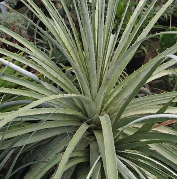 Puya yakespala - Bromélia Princesa Iluminada, Bromélia Amarela do Deserto - Image 5