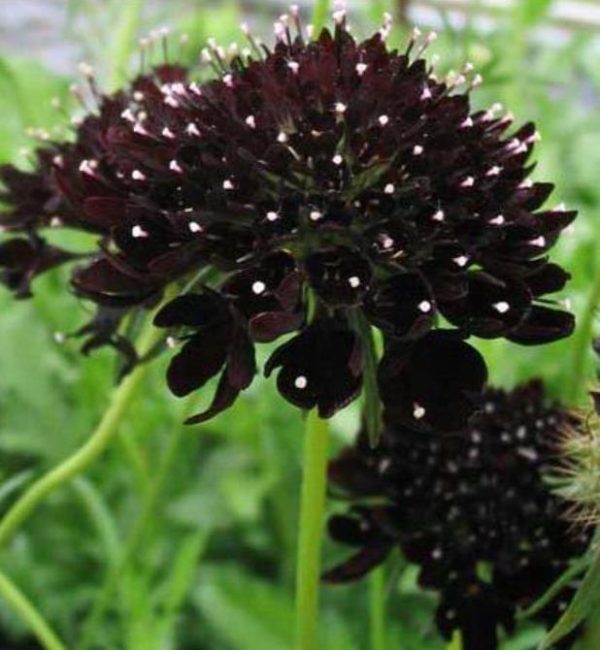 Scabiosa atropurpurea Black Knight - Doce Escabiosa Floração Negra, Flor da Saudade, Escabiosa dos Jardins (Negra) - Image 2