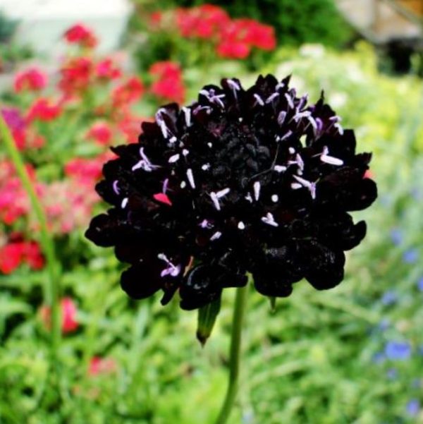 Scabiosa atropurpurea Black Knight - Doce Escabiosa Floração Negra, Flor da Saudade, Escabiosa dos Jardins (Negra) - Image 3