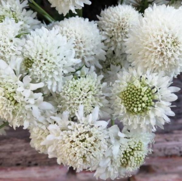 Scabiosa atropurpurea Snowmaiden - Doce Escabiosa "Flor Branca", Escabiosa dos Jardins, Flor da Saudade - Image 2