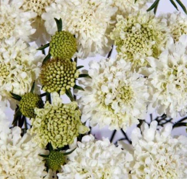 Scabiosa atropurpurea Snowmaiden - Doce Escabiosa "Flor Branca", Escabiosa dos Jardins, Flor da Saudade - Image 3