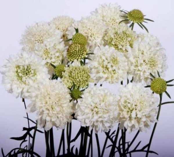 Scabiosa atropurpurea Snowmaiden - Doce Escabiosa "Flor Branca", Escabiosa dos Jardins, Flor da Saudade - Image 4