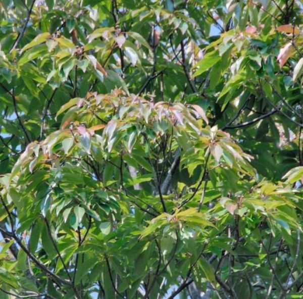 Schima superba - Planta do Chá, Árvore do Mel Schima, Needlewood - Image 6