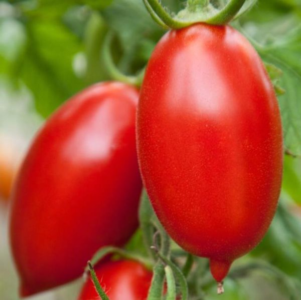 Solanum lycopersicon Amish Paste (Orgânico) - Tomate Pasta Amish, Tomate Amish Paste - Image 3
