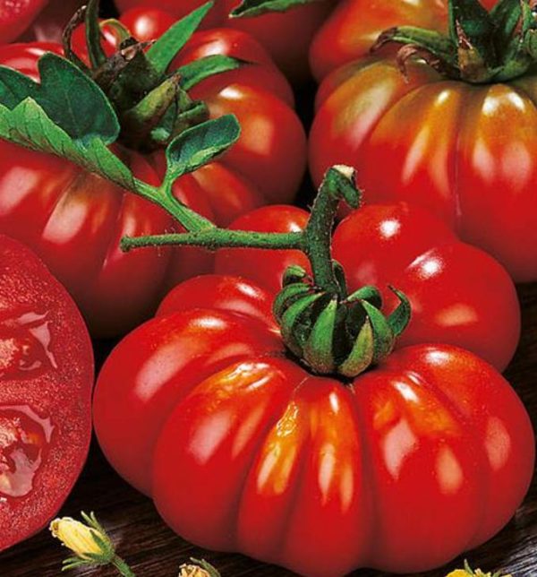 Solanum lycopersicon Costoluto genovese (Orgânico) -  Tomate Costoluto Fiorentino