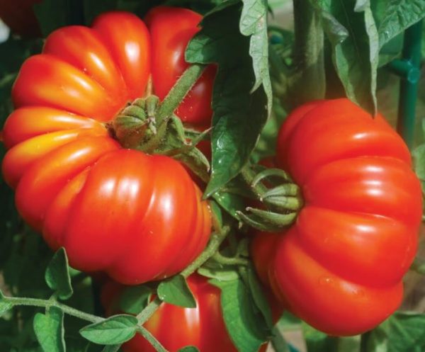 Solanum lycopersicon Costoluto genovese (Orgânico) -  Tomate Costoluto Fiorentino - Image 2