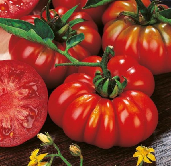 Solanum lycopersicon Costoluto genovese (Orgânico) -  Tomate Costoluto Fiorentino - Image 5