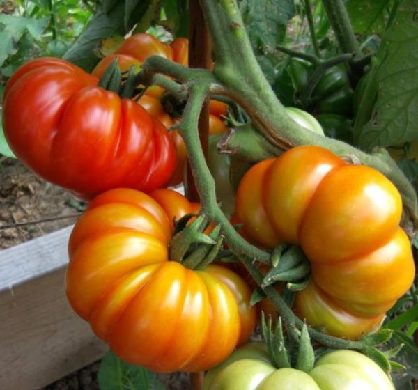Solanum lycopersicon Costoluto genovese (Orgânico) -  Tomate Costoluto Fiorentino - Image 6