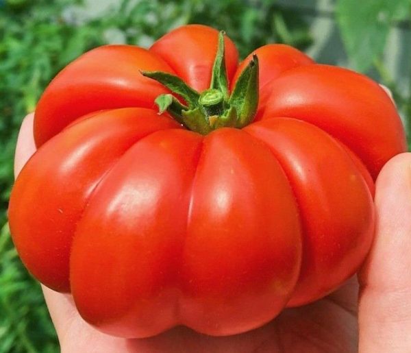 Solanum lycopersicon Costoluto genovese (Orgânico) -  Tomate Costoluto Fiorentino - Image 7