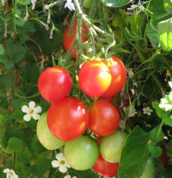 Solanum lycopersicon Gardeners Delight (Certificação Orgânica) - Tomate Prazer do Jardineiro, Tomate Prazer do Jardim - Image 2