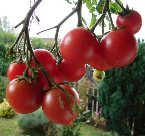 Solanum lycopersicon Gardeners Delight (Certificação Orgânica) - Tomate Prazer do Jardineiro, Tomate Prazer do Jardim - Image 3