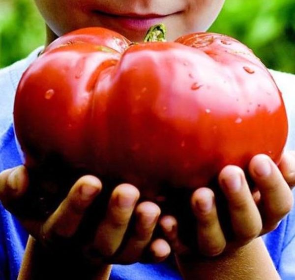 Solanum lycopersicon Gigante Liscio (Nova seleção com Certificação Orgânica) - Tomate Gigante Liscio (Nova Seleção) - Image 2