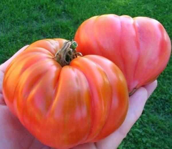 Solanum lycopersicon Oxheart Giant (C.O) - Tomate Gigante Coração-de-Boi, Tomate Coração de Boi Gigante - Image 2