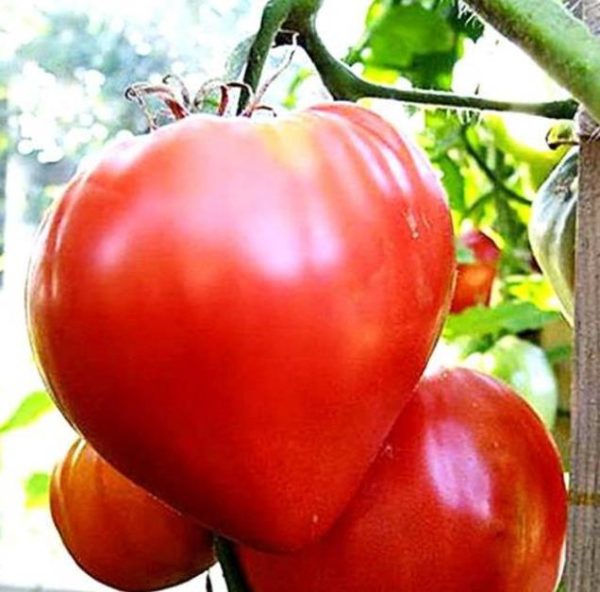 Solanum lycopersicon Oxheart Giant (C.O) - Tomate Gigante Coração-de-Boi, Tomate Coração de Boi Gigante - Image 4