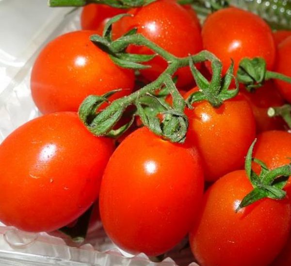 Solanum lycopersicon Roma VF - Tomate Italiano Pomodoro Roma VF, Tomate Pomo d'Oro Roma VF - Image 3