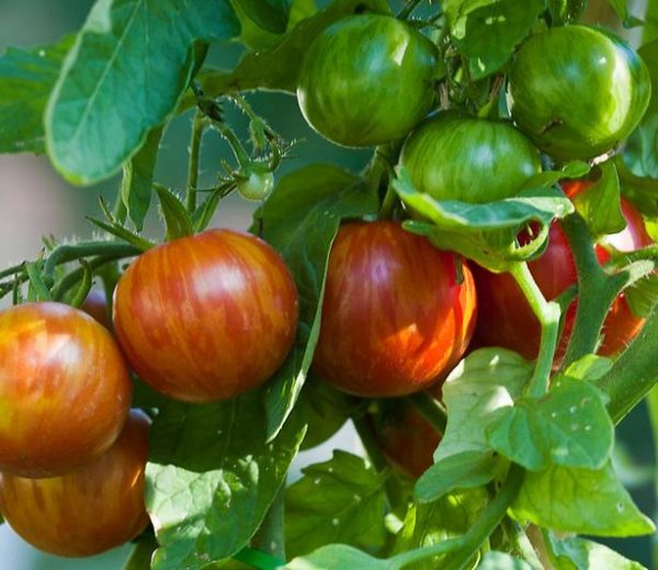 Solanum lycopersicon Tigerella Improved - Tomate Tigrado, Tomate Tigerella - Image 2
