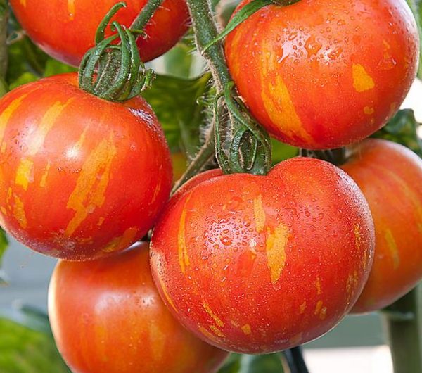 Solanum lycopersicon Tigerella Improved - Tomate Tigrado, Tomate Tigerella - Image 3